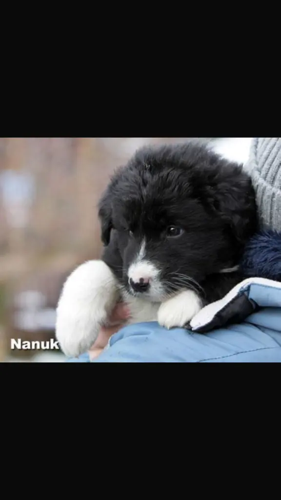 Image from Nanuk