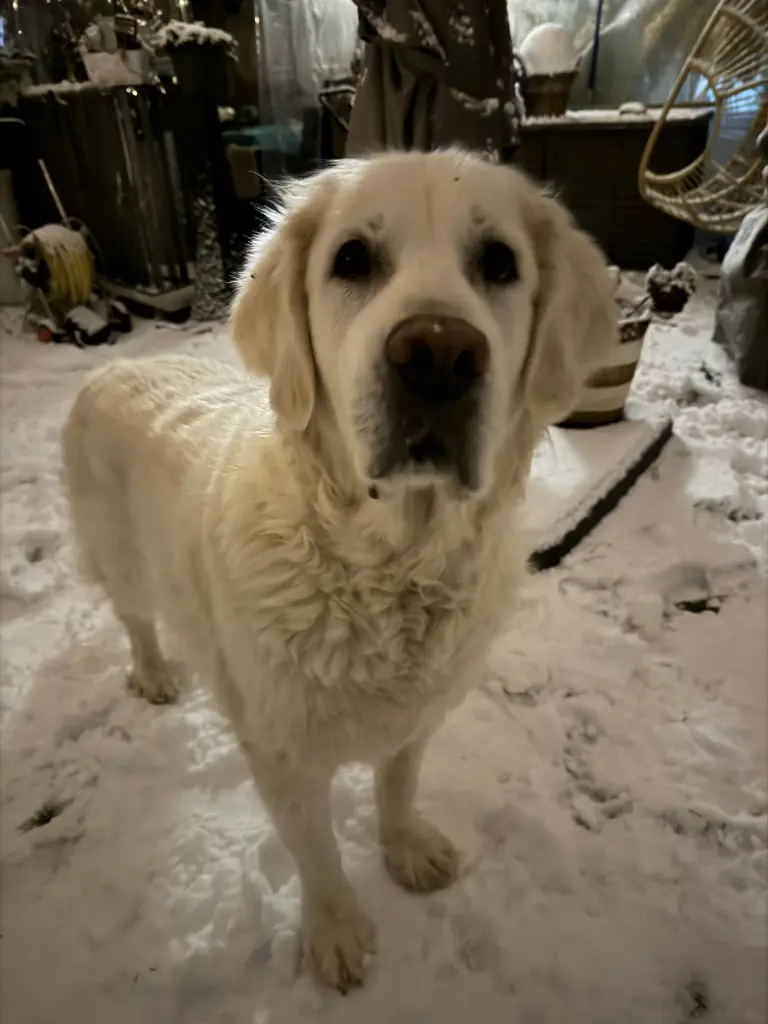 Und der kleine Eisbär im Schnee