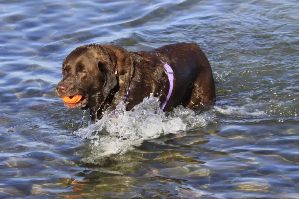 Kein Ball ist zu weit weg.