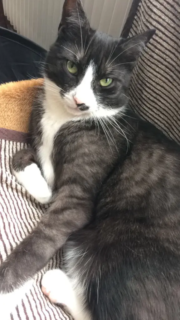 Image from Loki