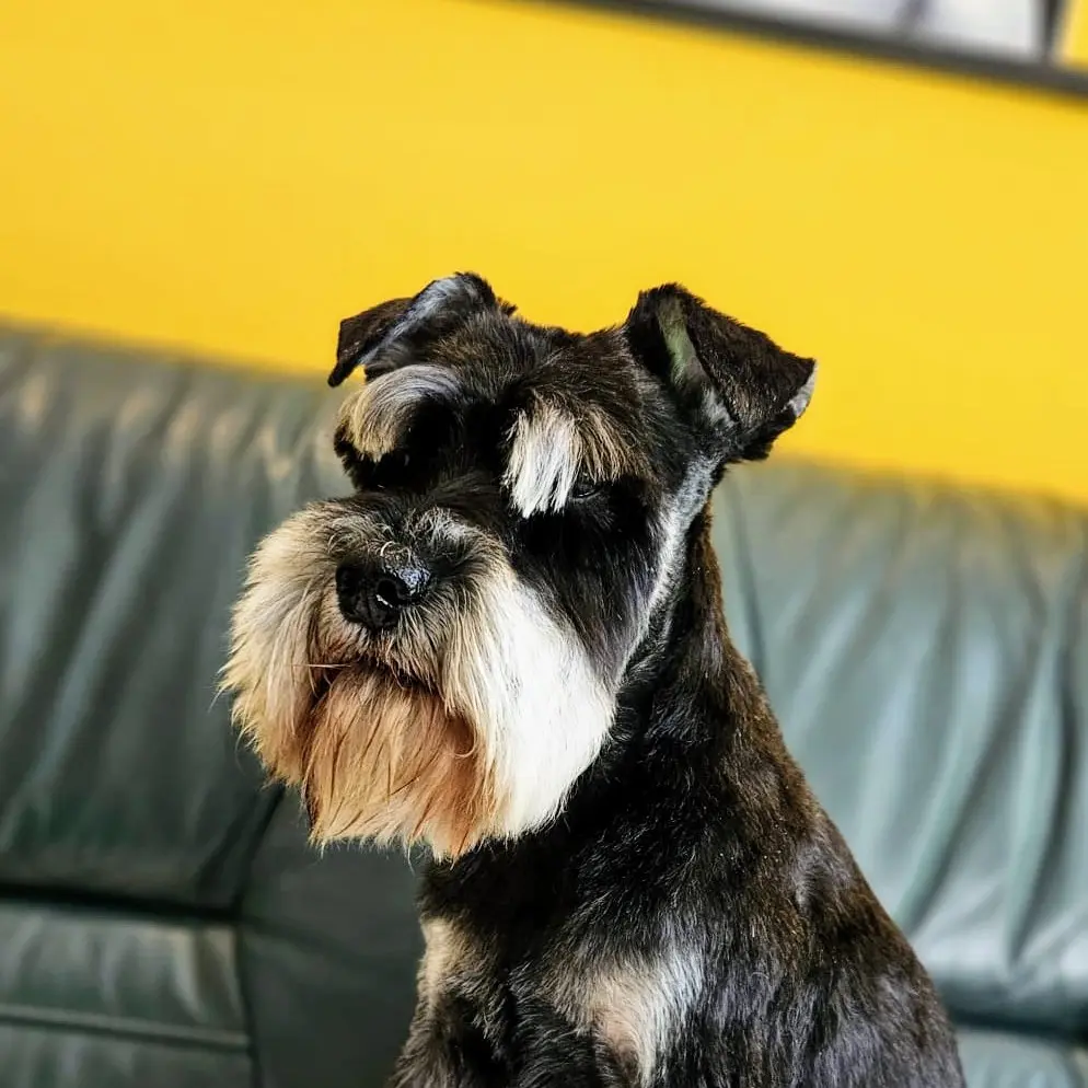Bild von Molly