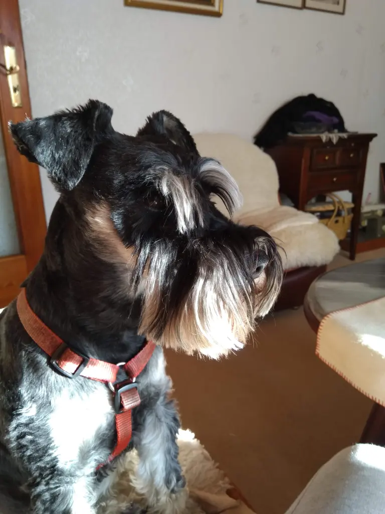 Bild von Molly
