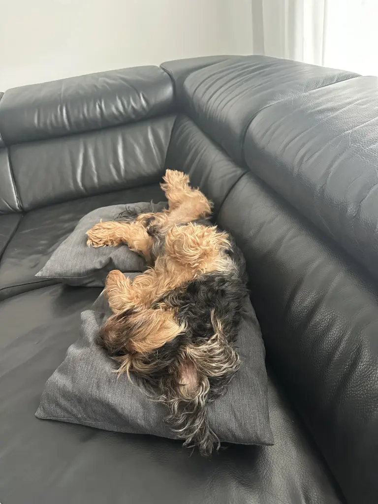 Experte für gemütliches Schlafen