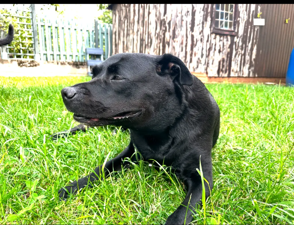 Bild von Lucy