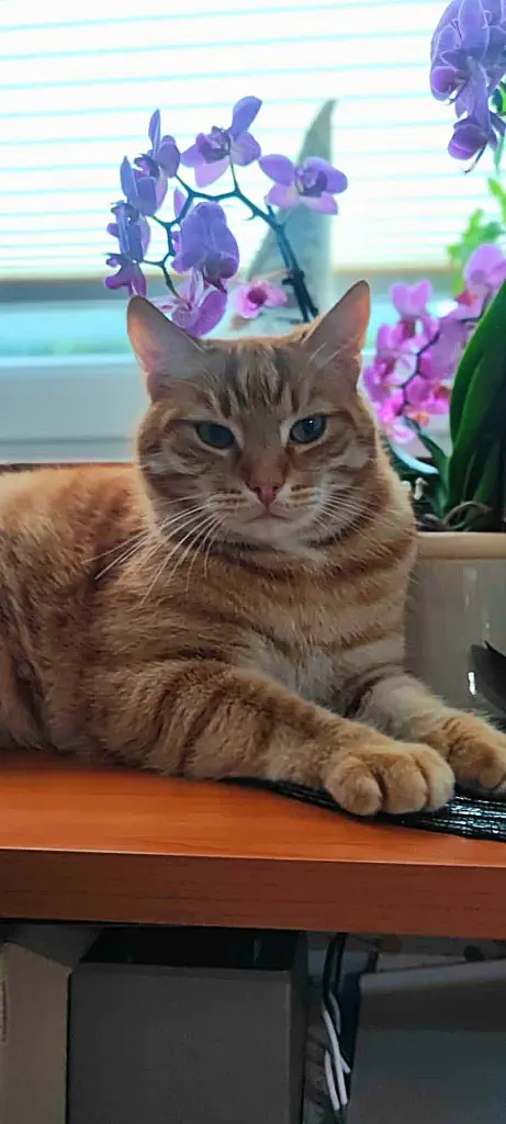 Image from Garfield