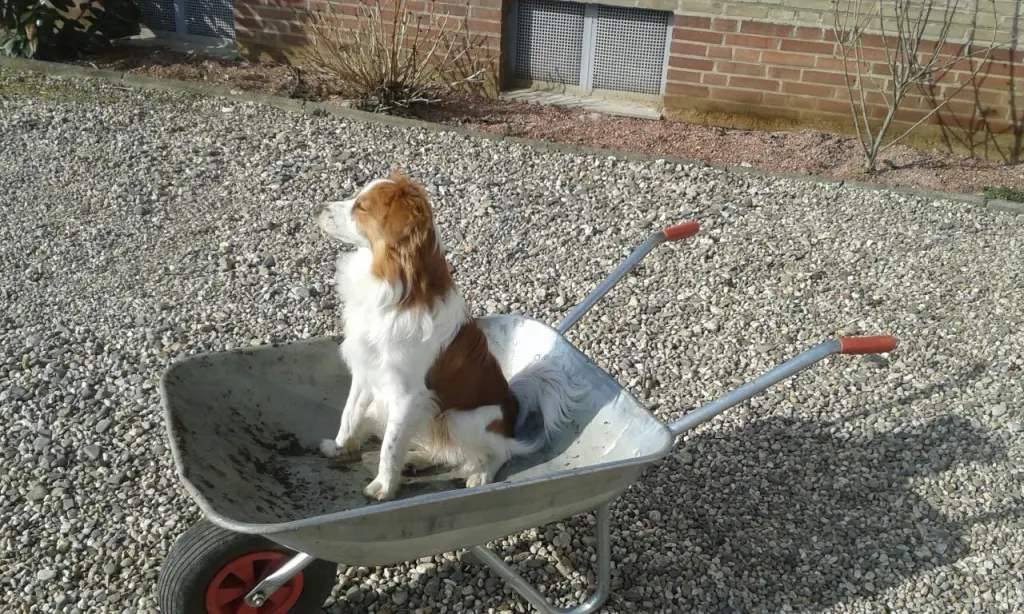Bild von Sam