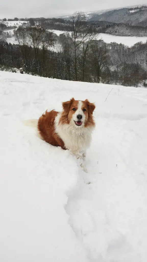 Bild von Sam