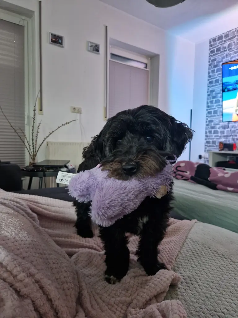 Condolence image of Alicia