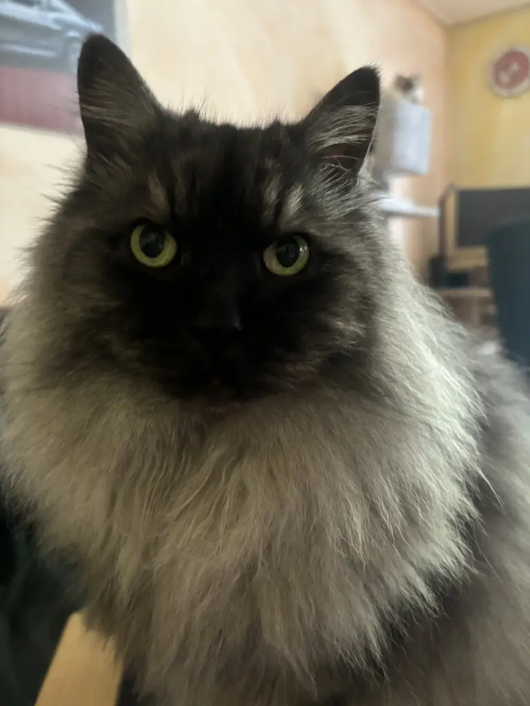 Bild von Einstein (Steini)