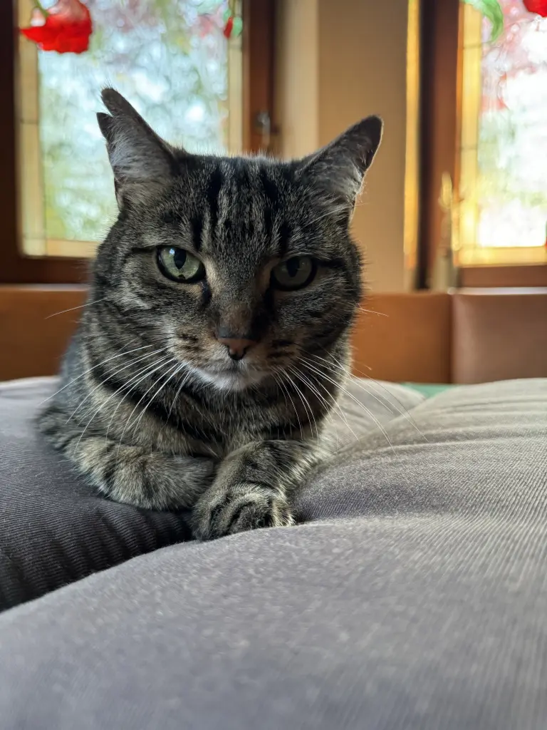 Condolence image of Tanja