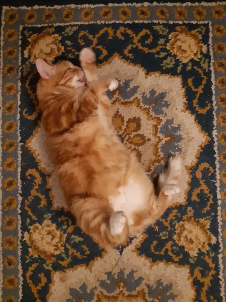 Eddie im Tarnmodus.