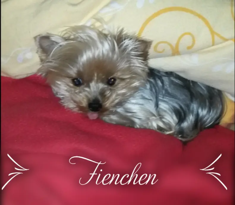 Bild von Fienchen