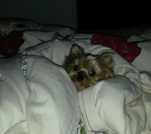 Im Bett für immer eingeschlafen