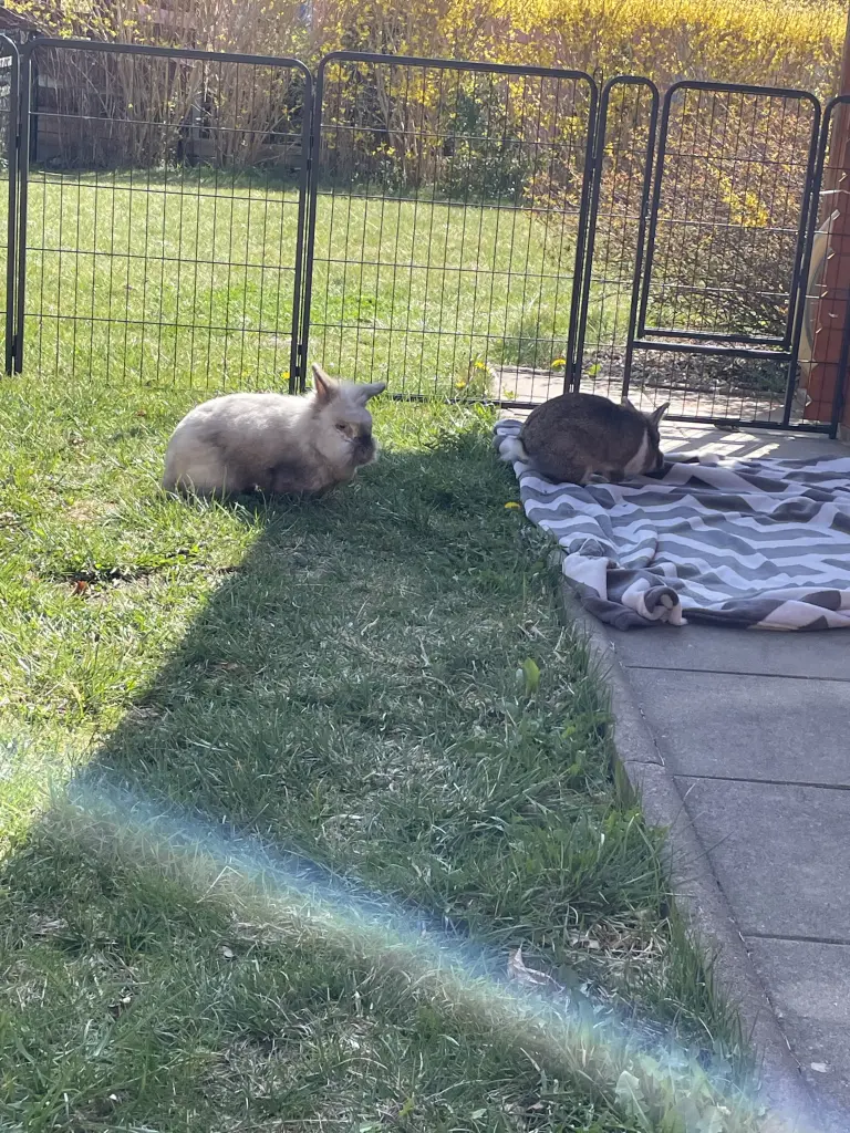 Bild von Merlin