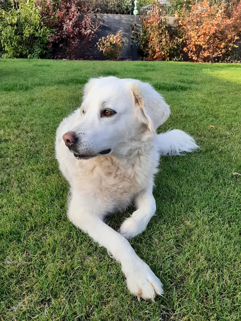 Sie genoss es draußen im Garten zu liegen