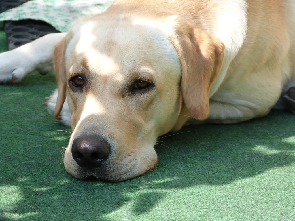 Bild von Emile