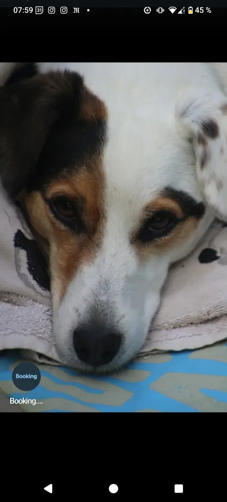 Condolence image of Butsi