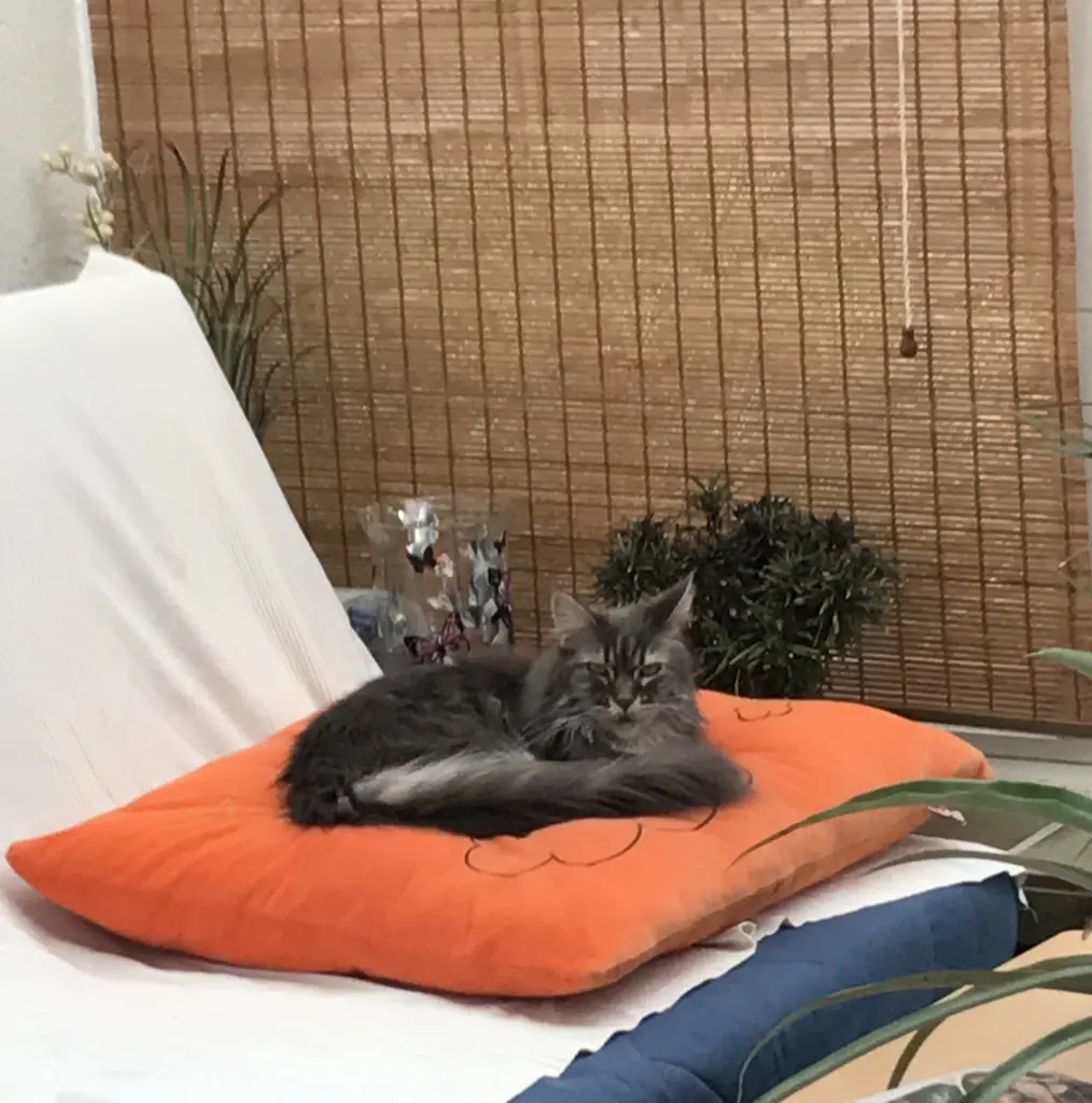 Prinzessin im Wintergarten