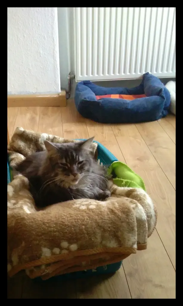 Wäschekorb ist besser als Katzenbett ^.^