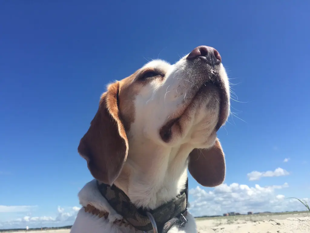 Image from Snoopy