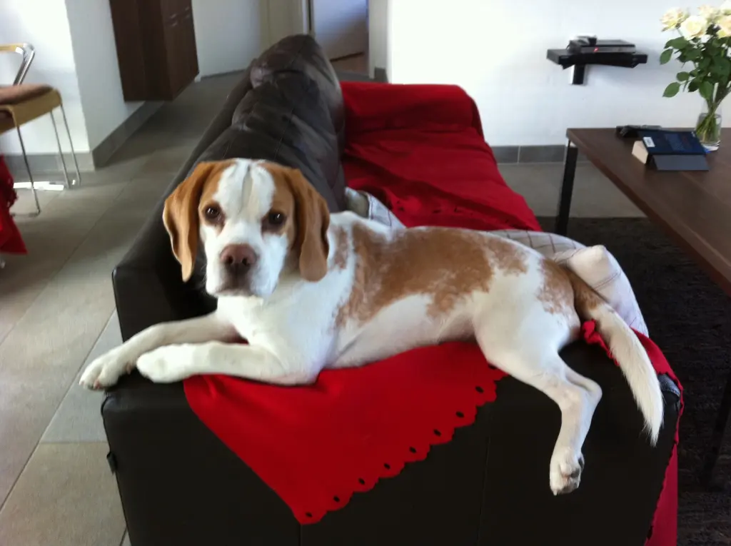 Image from Snoopy