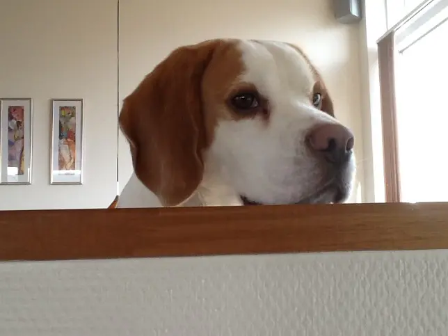Image from Snoopy