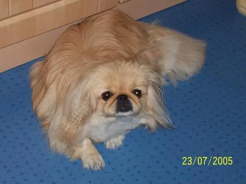 Image from mein Herz auf 4 Pfoten !