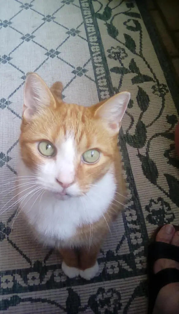 Condolence image of Beate mit Elvis im Herzen😁