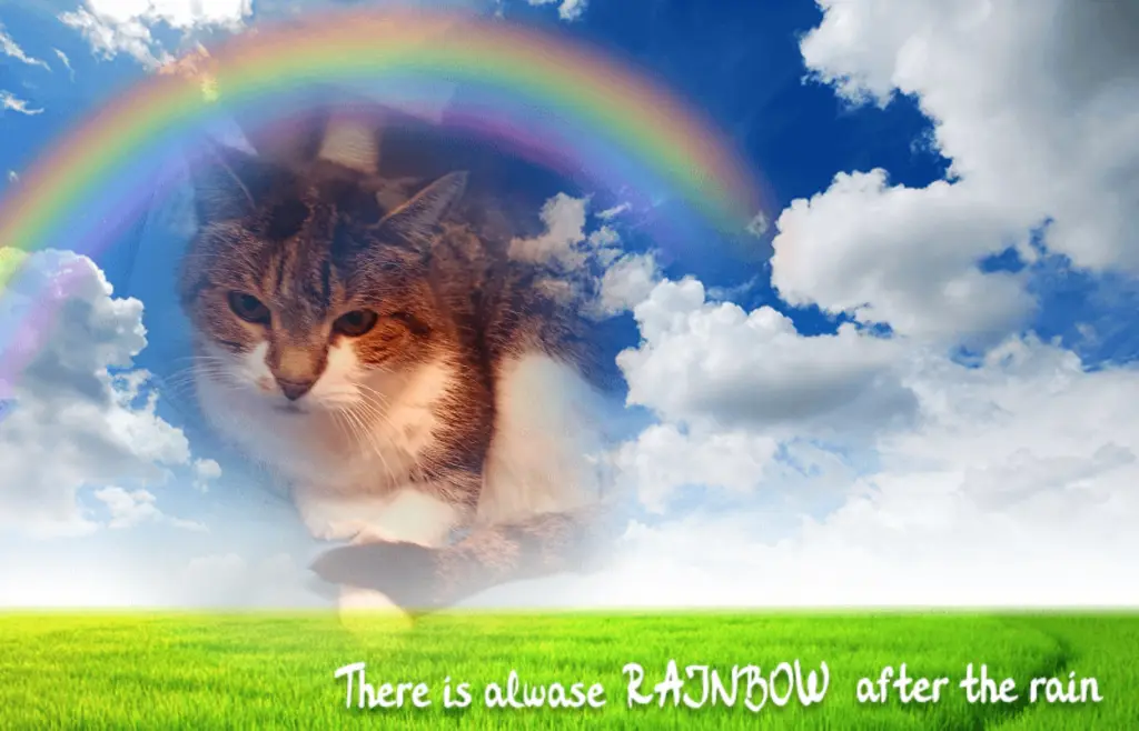 Image from Sammy