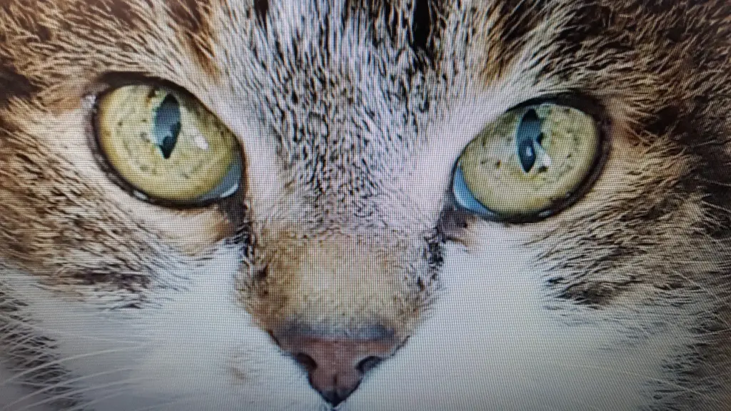 Image from Sammy