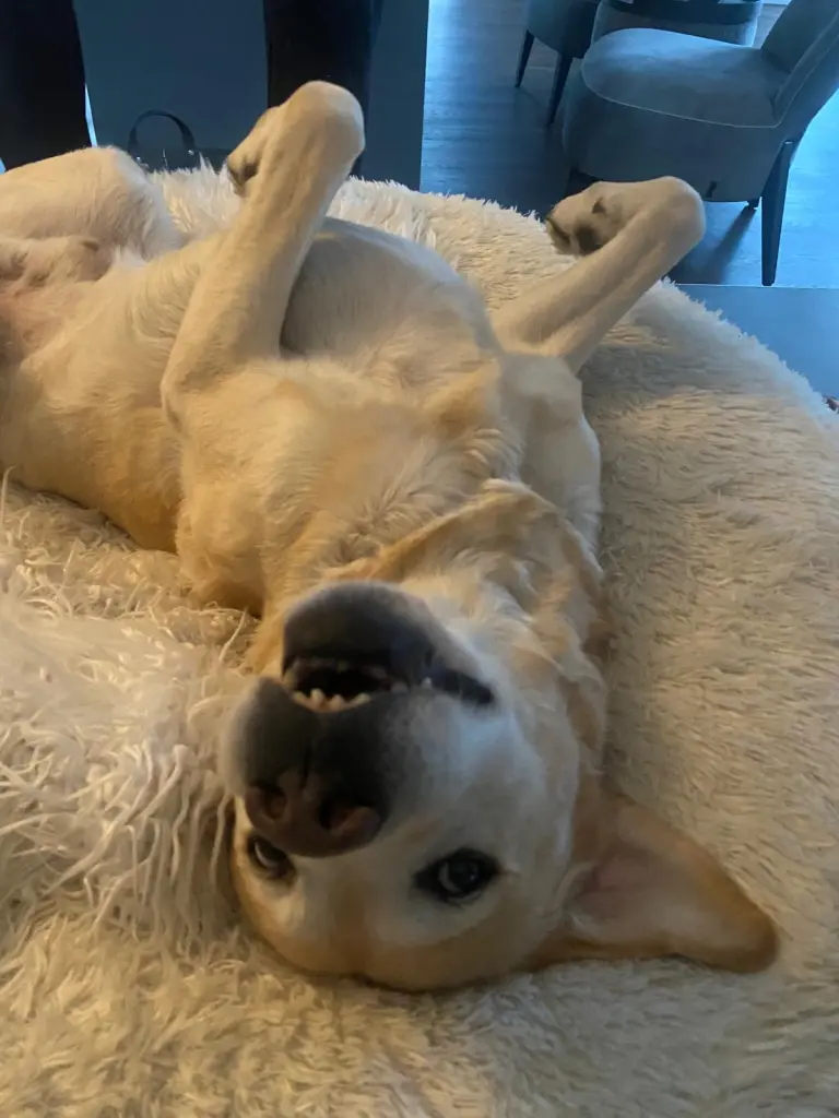 Deine tägliche Kuschelrunde