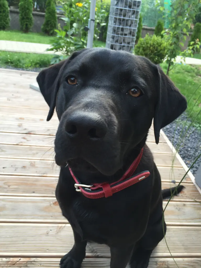 Andachtsbild von Nicole