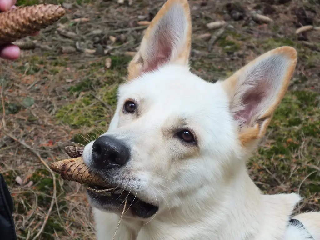 Andachtsbild von Anja