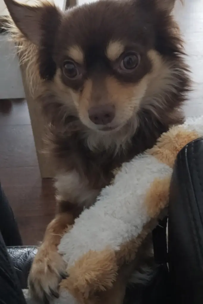 Image from Balou