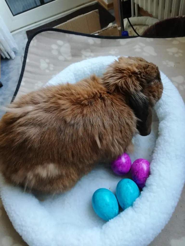 Condolence image of Andrea mit Schnuffi tief im ❤