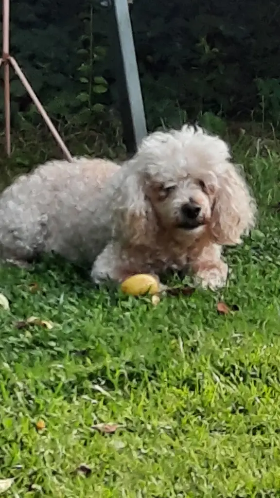Im Garten mit seinem geliebten Ball
