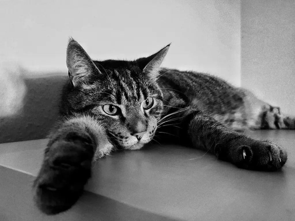 Condolence image of MöMa