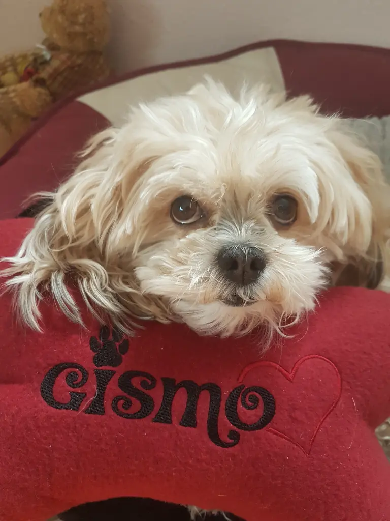 Image from Gismo