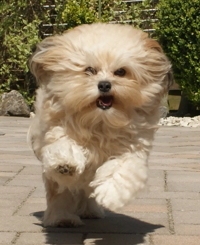 Image from Gismo