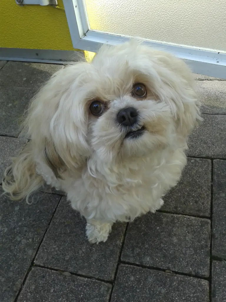Image from Gismo