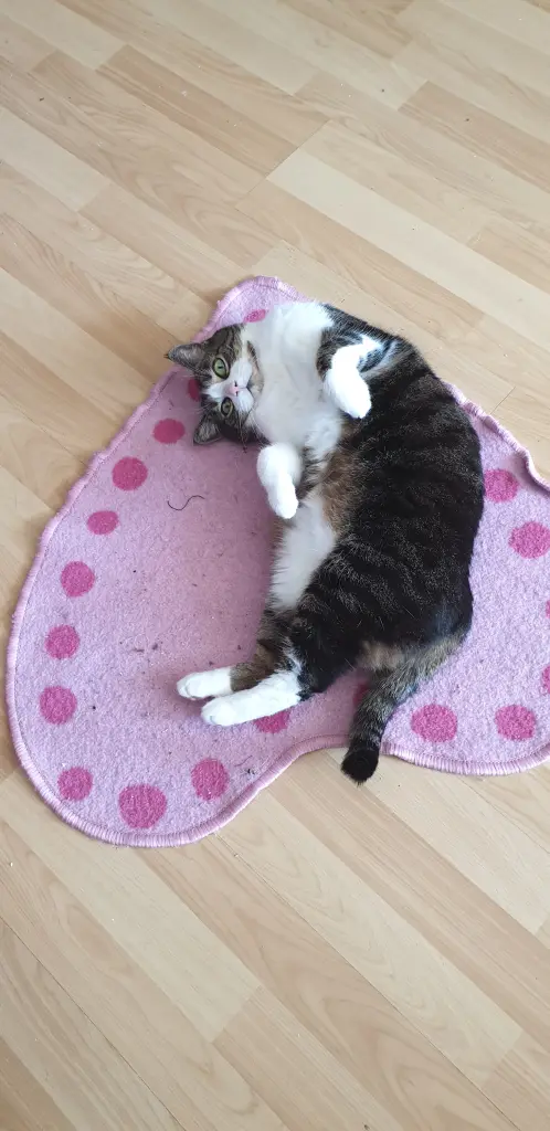Bild von Suki