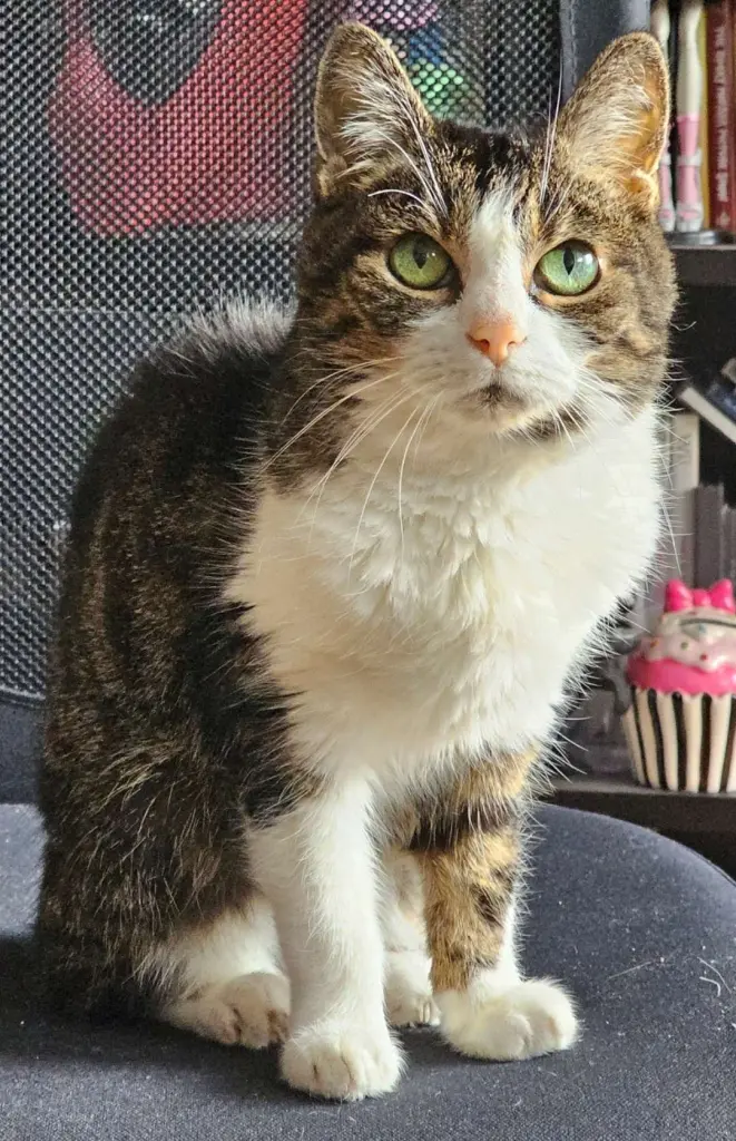 Bild von Suki