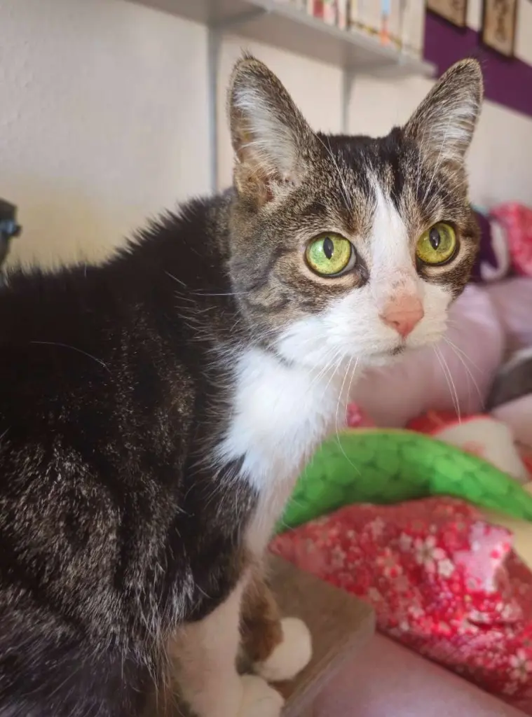 Bild von Suki