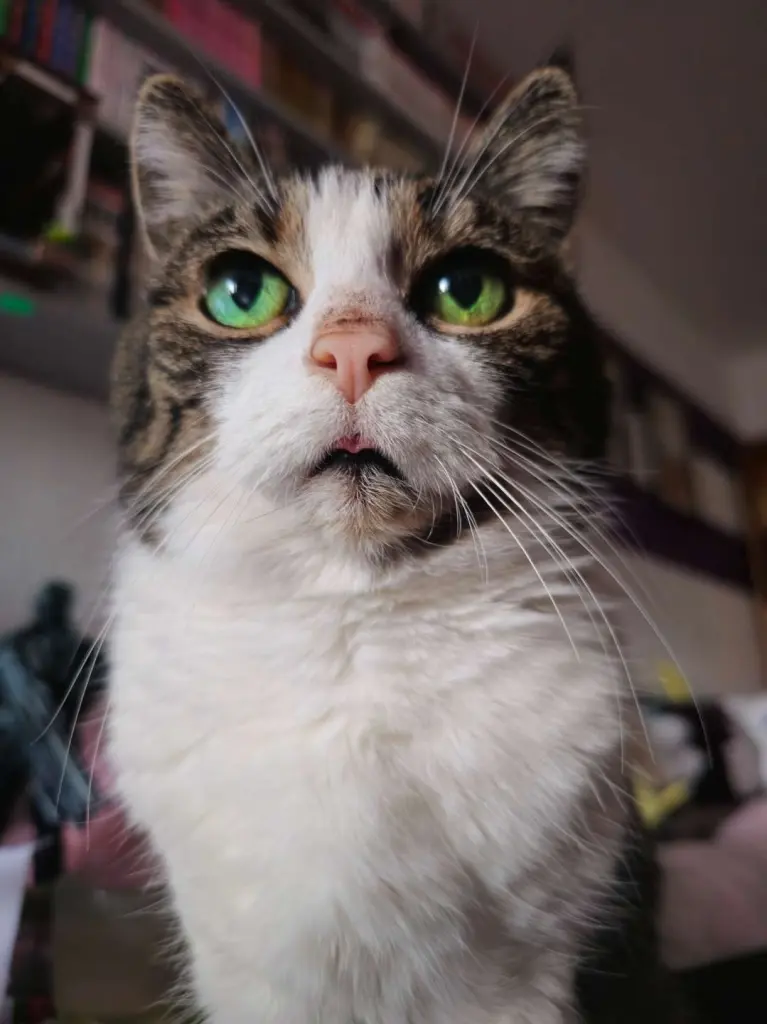 Bild von Suki