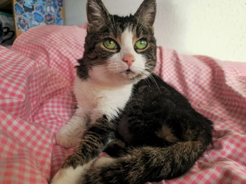Bild von Suki