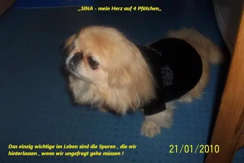 Image from mein Goldsternchen Sina