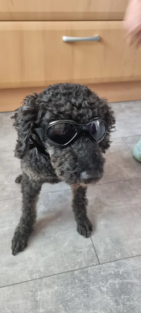 Image from Buster