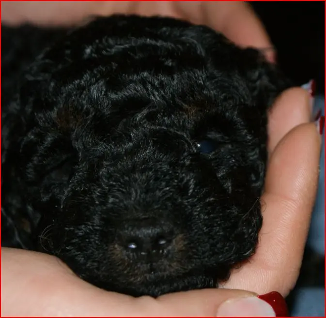 Image from Buster