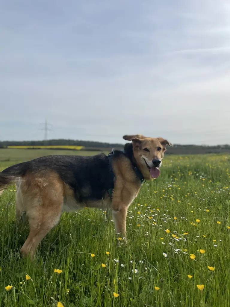 Bild von Boomer