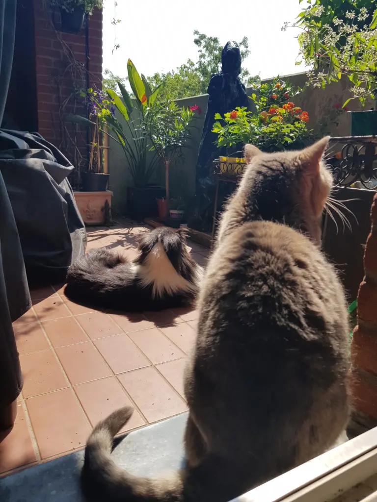 Image from Harley